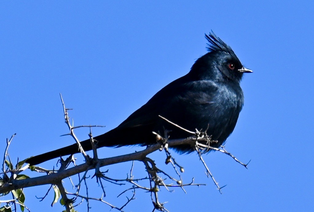 Phainopepla - ML646615989