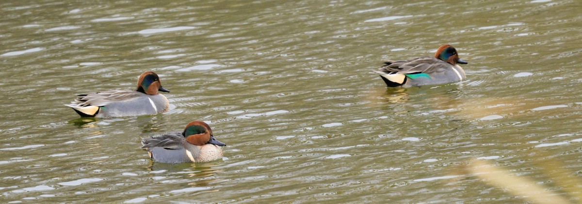 Чирок-свистунок - ML646615991