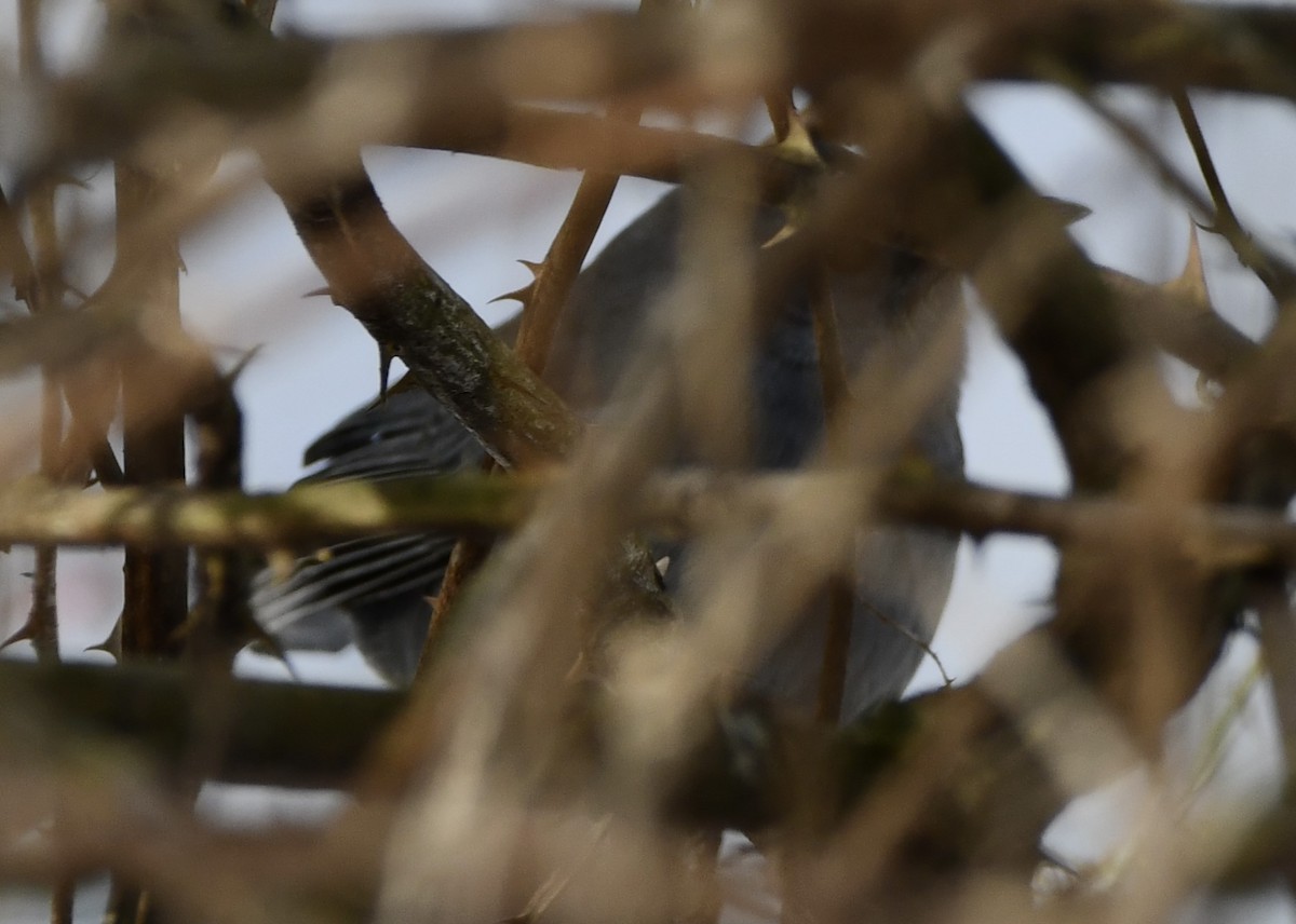 Gray Catbird - ML646615992