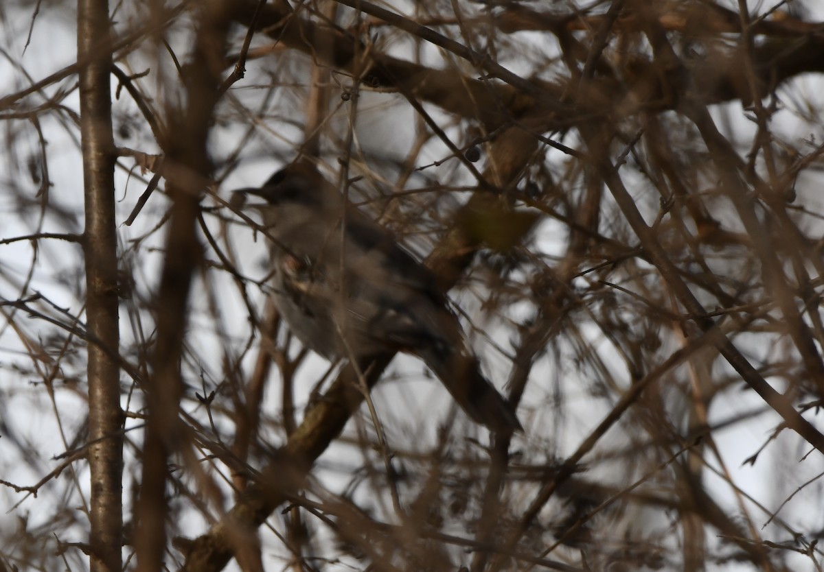 Gray Catbird - ML646615993