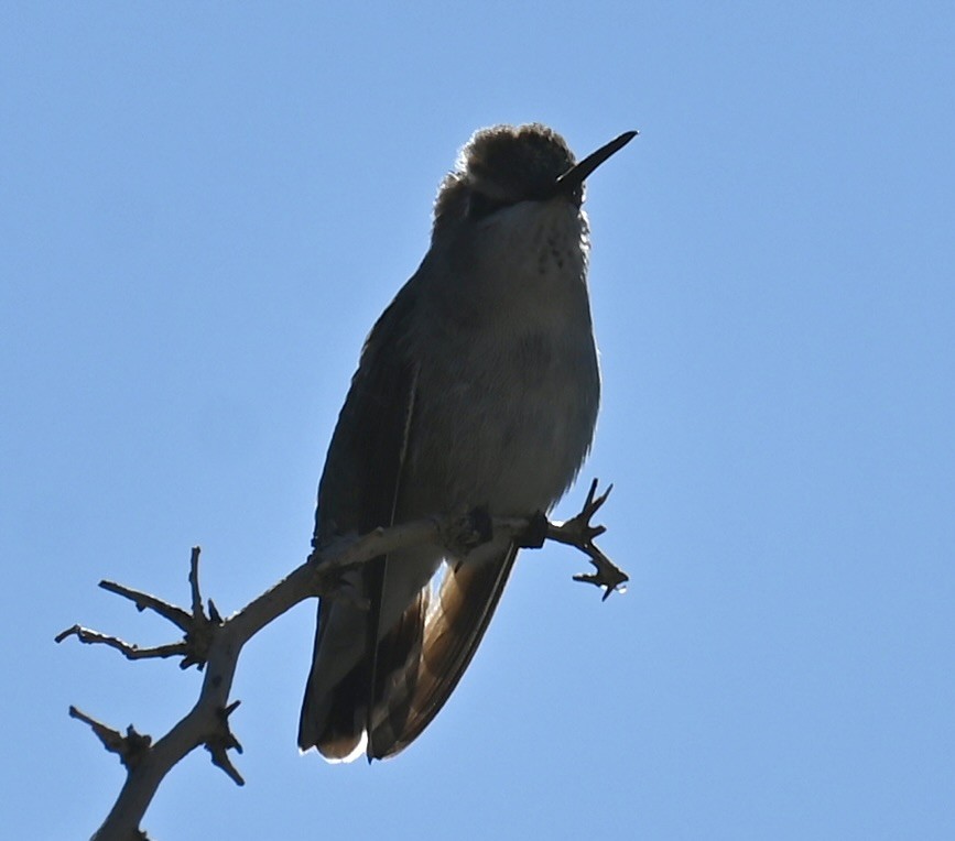 Costa's Hummingbird - ML646615994