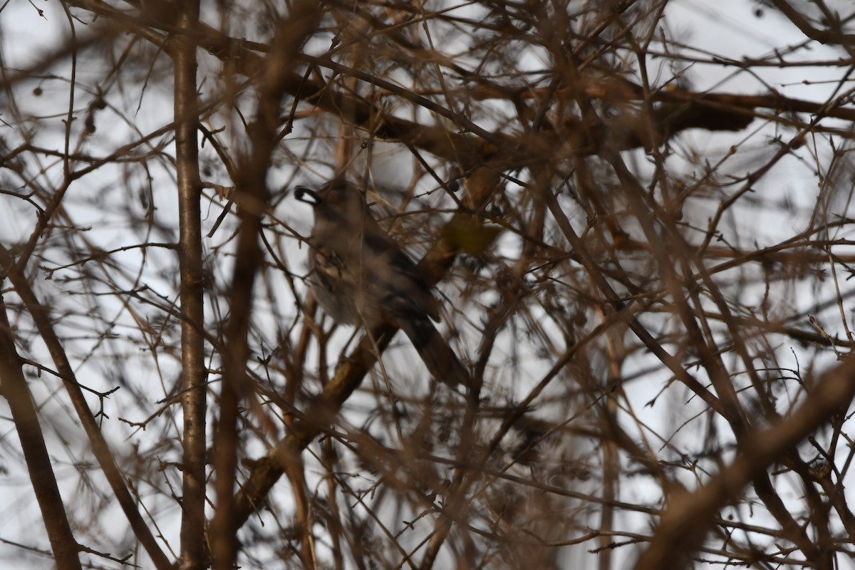 Gray Catbird - ML646615995
