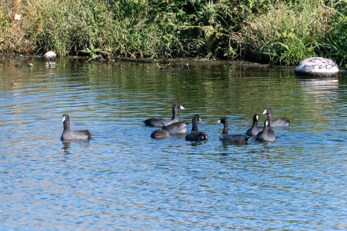 American Coot - ML646615996
