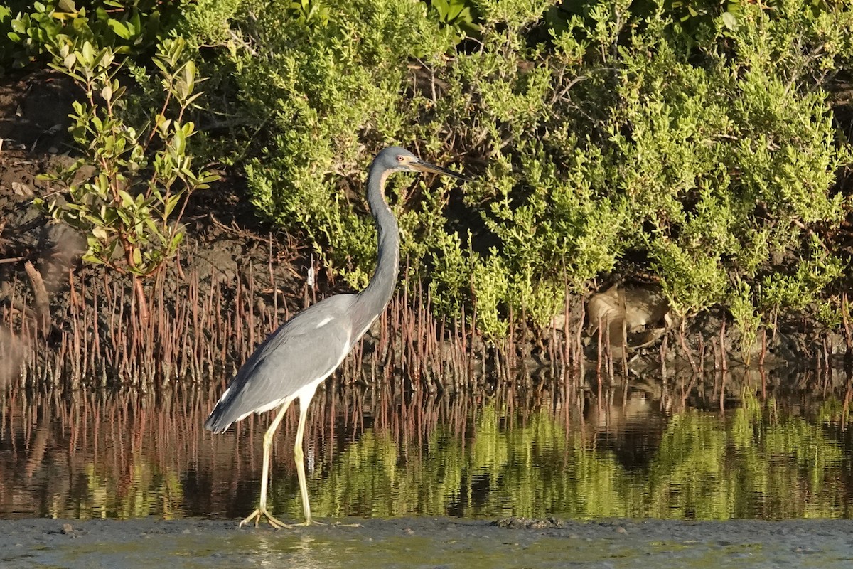 Tricolored Heron - ML646615997