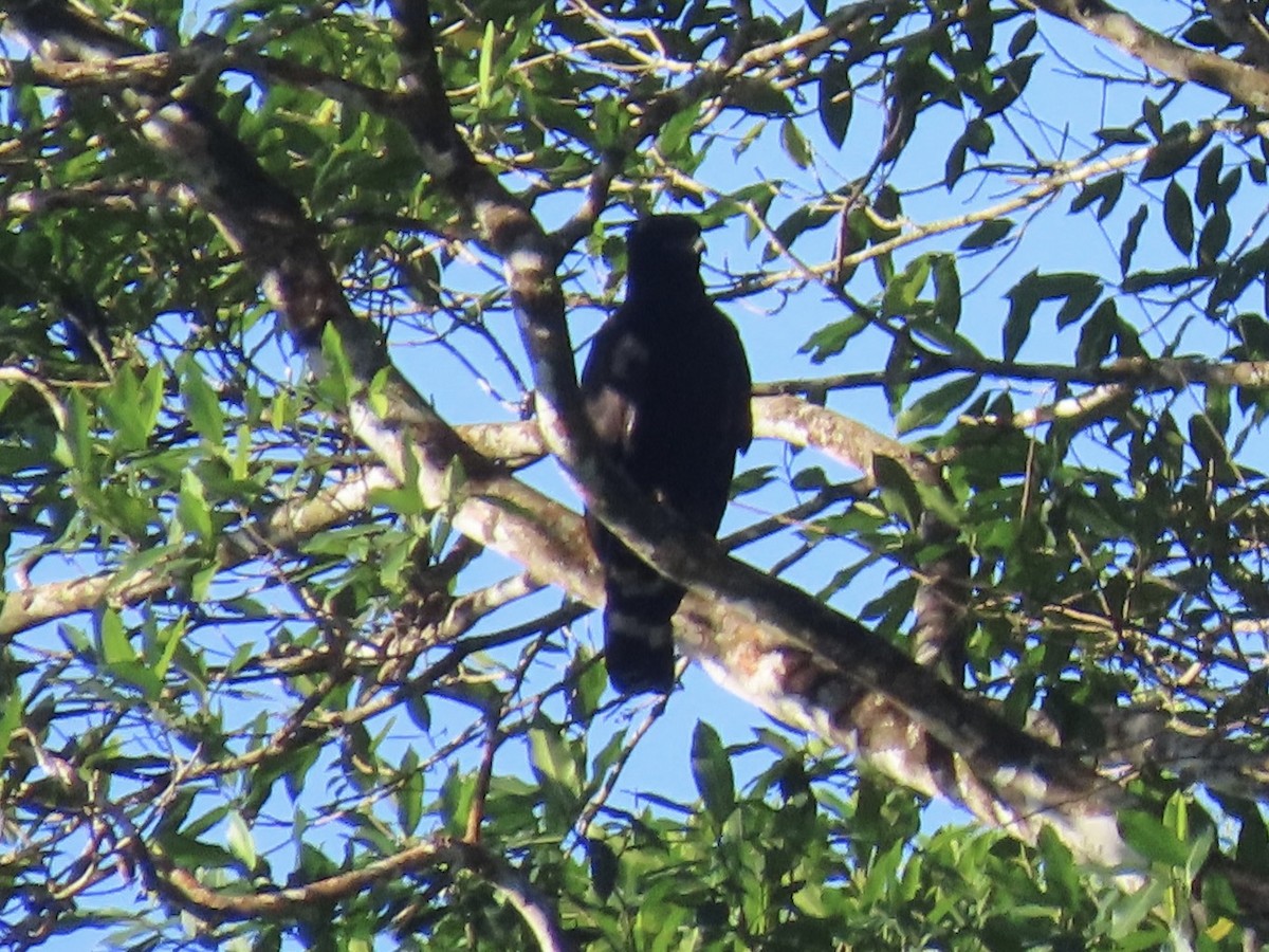 Black Hawk-Eagle - ML646615999