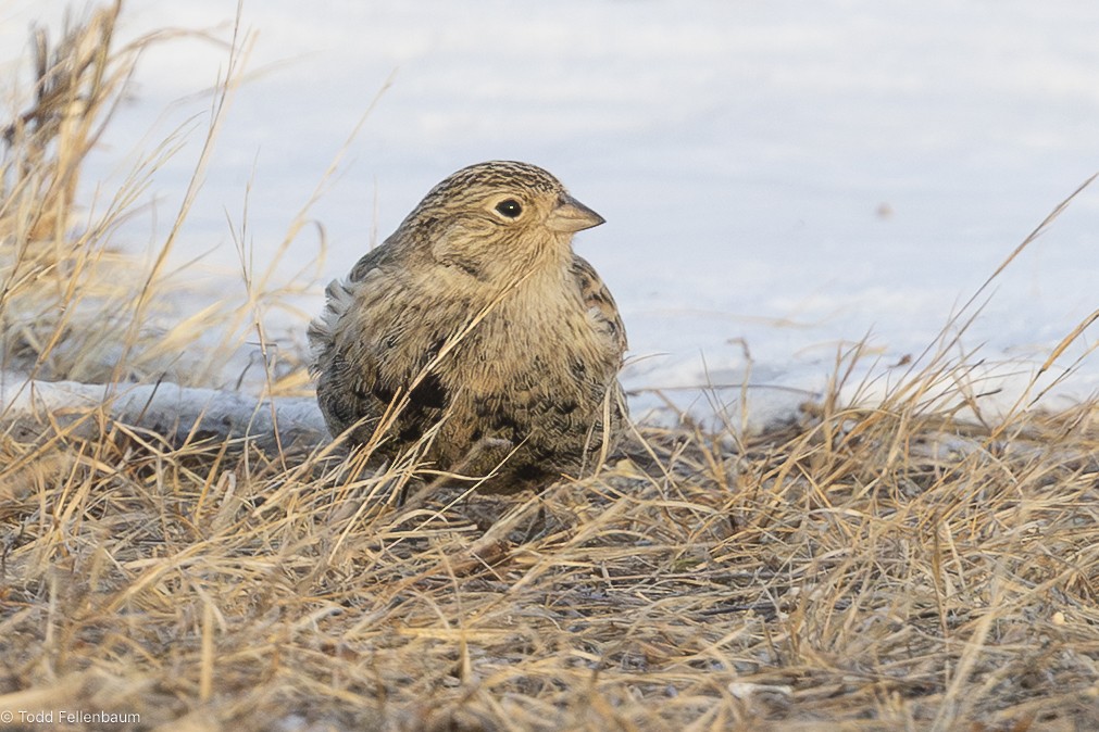 Chestnut-collared Longspur - ML646616000