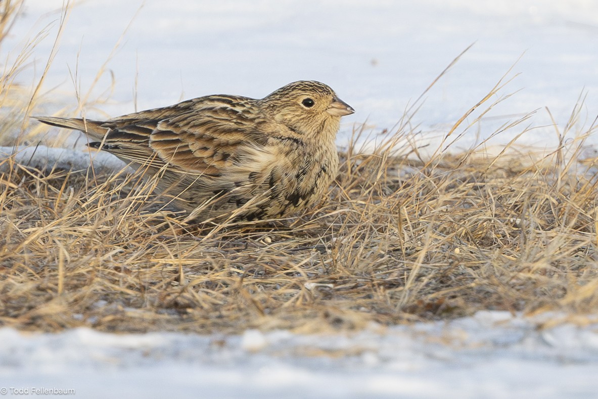 Chestnut-collared Longspur - ML646616001