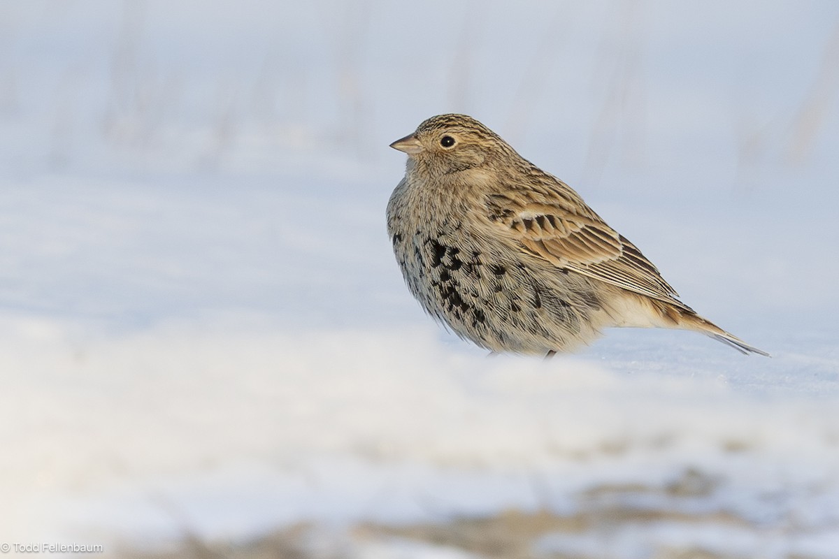 Chestnut-collared Longspur - ML646616002