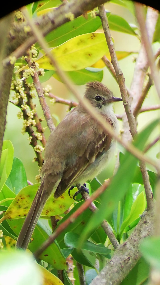 Lesser Elaenia - ML646616004