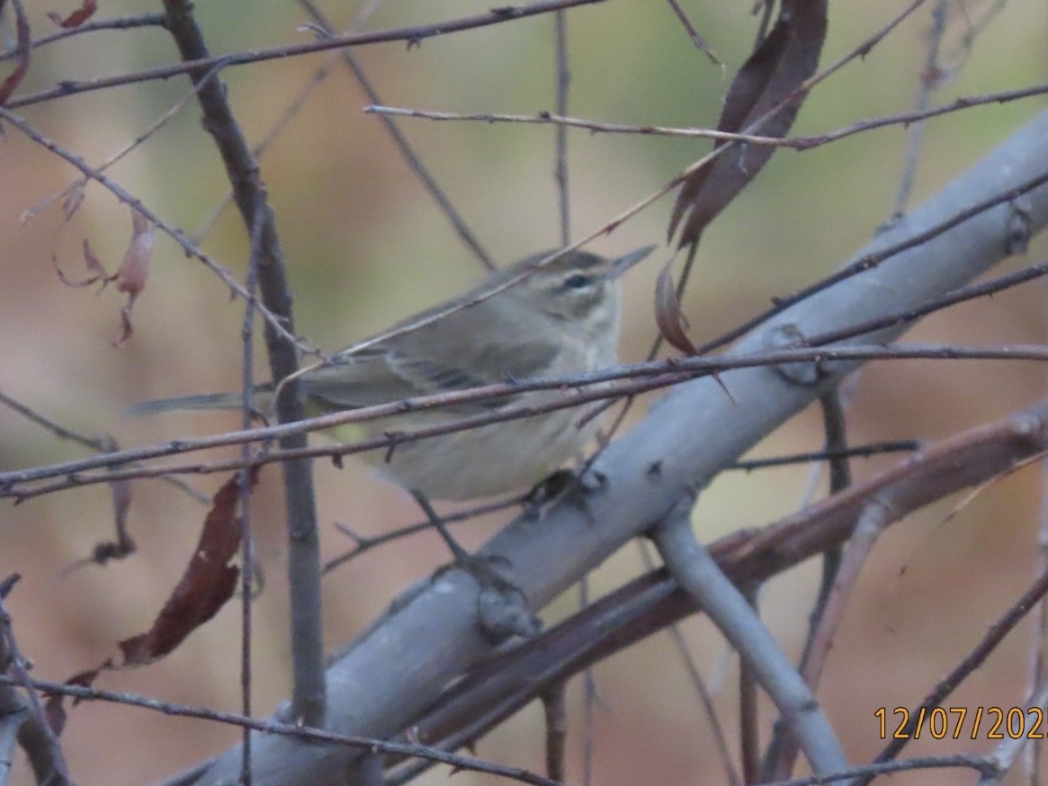 Пальмовая древесница - ML646616005