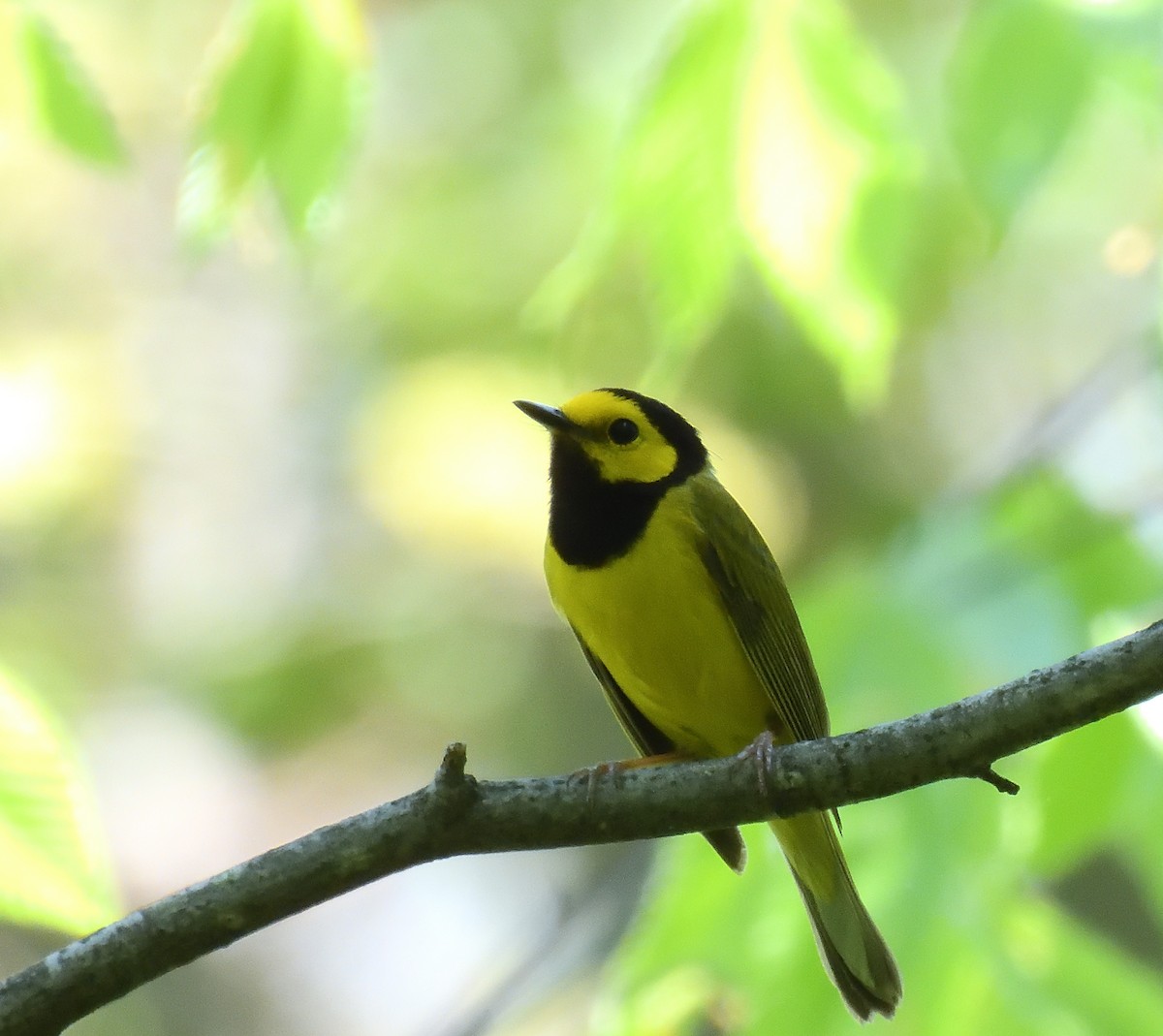 Hooded Warbler - ML646616008