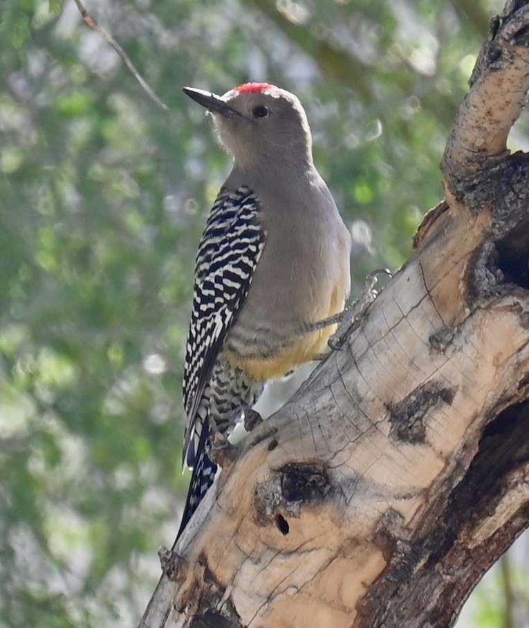 Gila Woodpecker - ML646616009