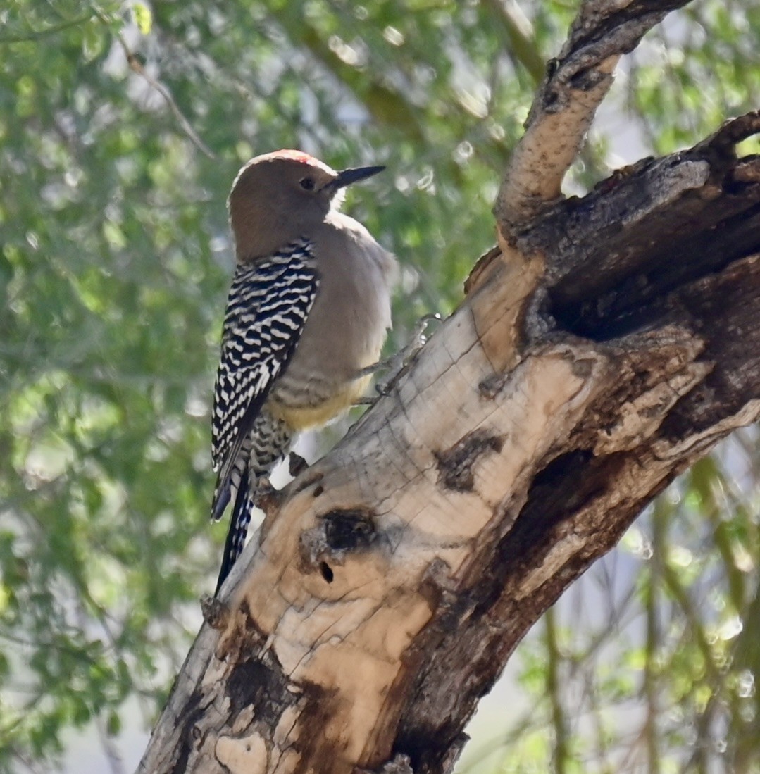 Gila Woodpecker - ML646616010