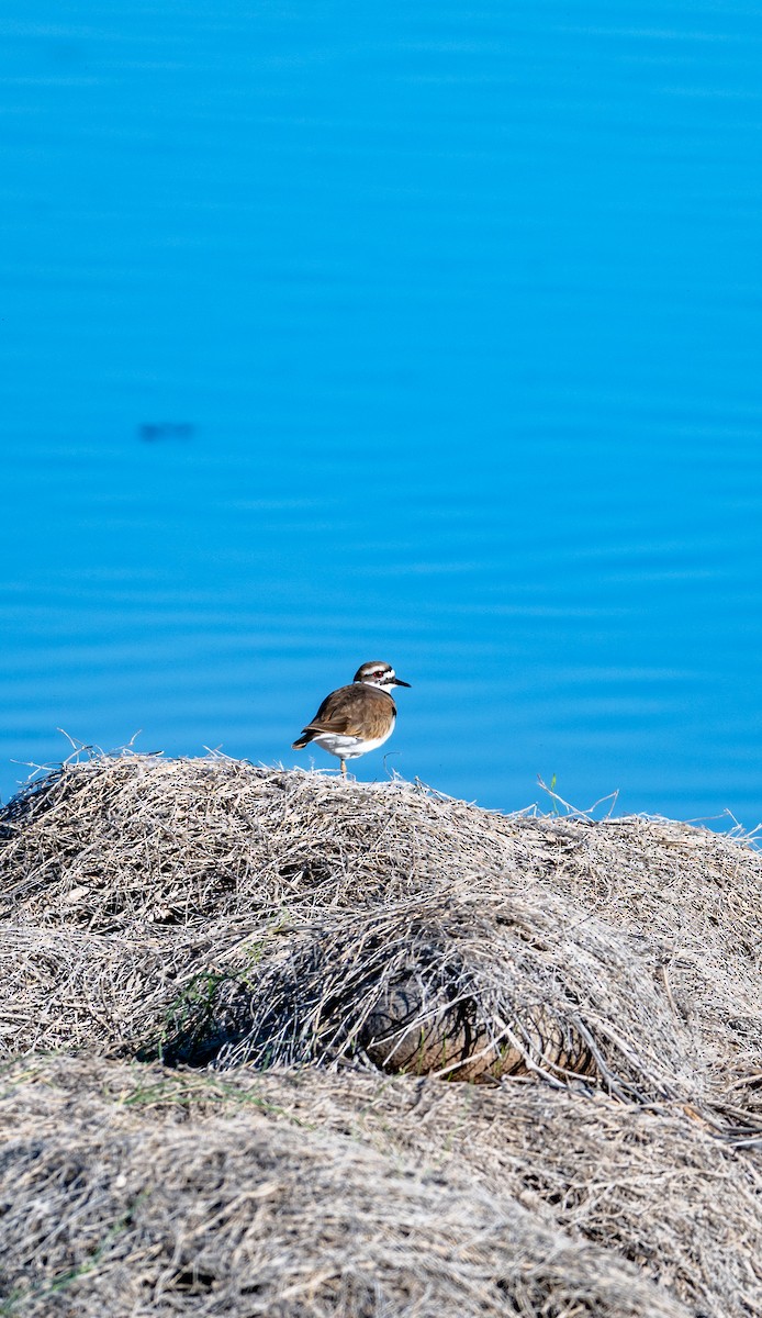 Killdeer - ML646616011