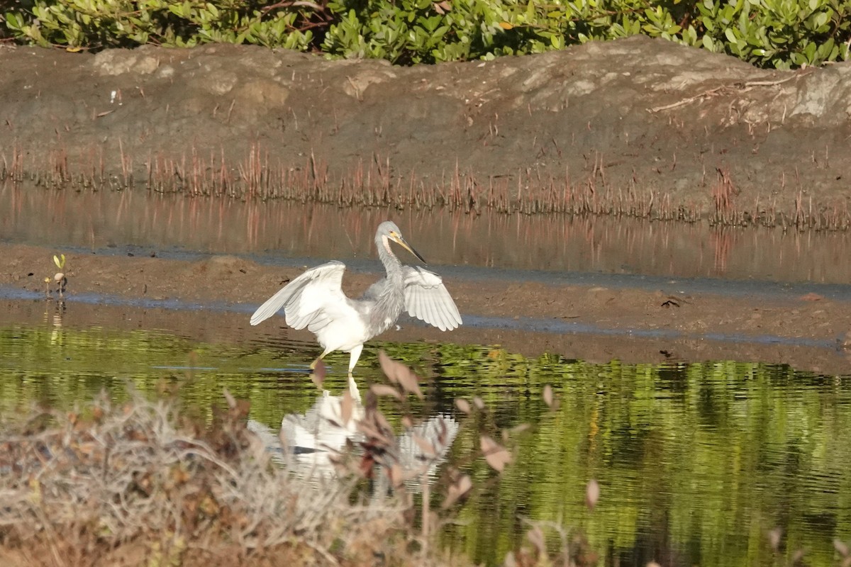 Tricolored Heron - ML646616014