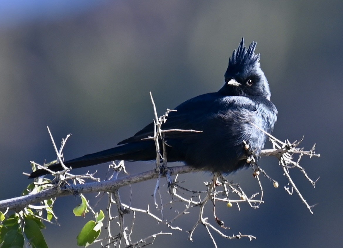 Phainopepla - ML646616015