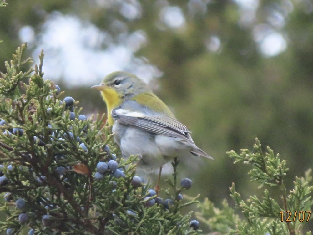 Очковая древесница - ML646616016