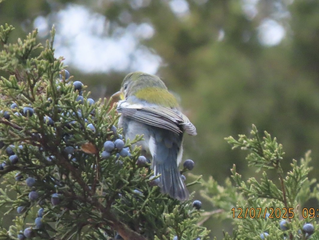 Очковая древесница - ML646616017