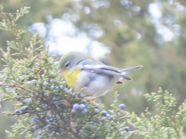 Очковая древесница - ML646616018