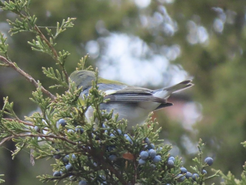 Очковая древесница - ML646616019