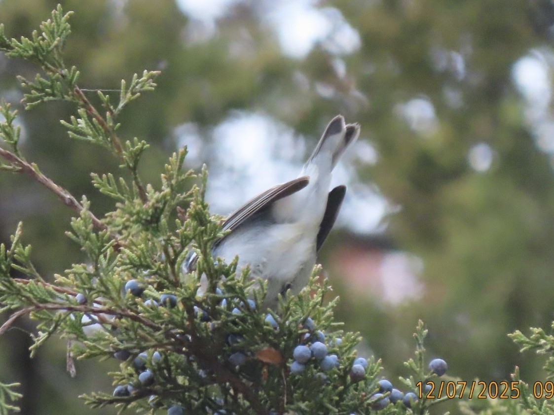 Очковая древесница - ML646616020