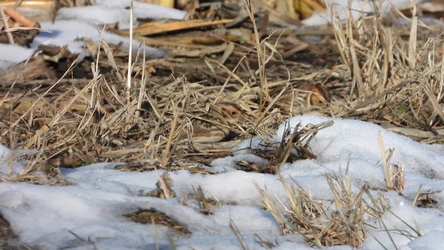 Lapland Longspur - ML646616021