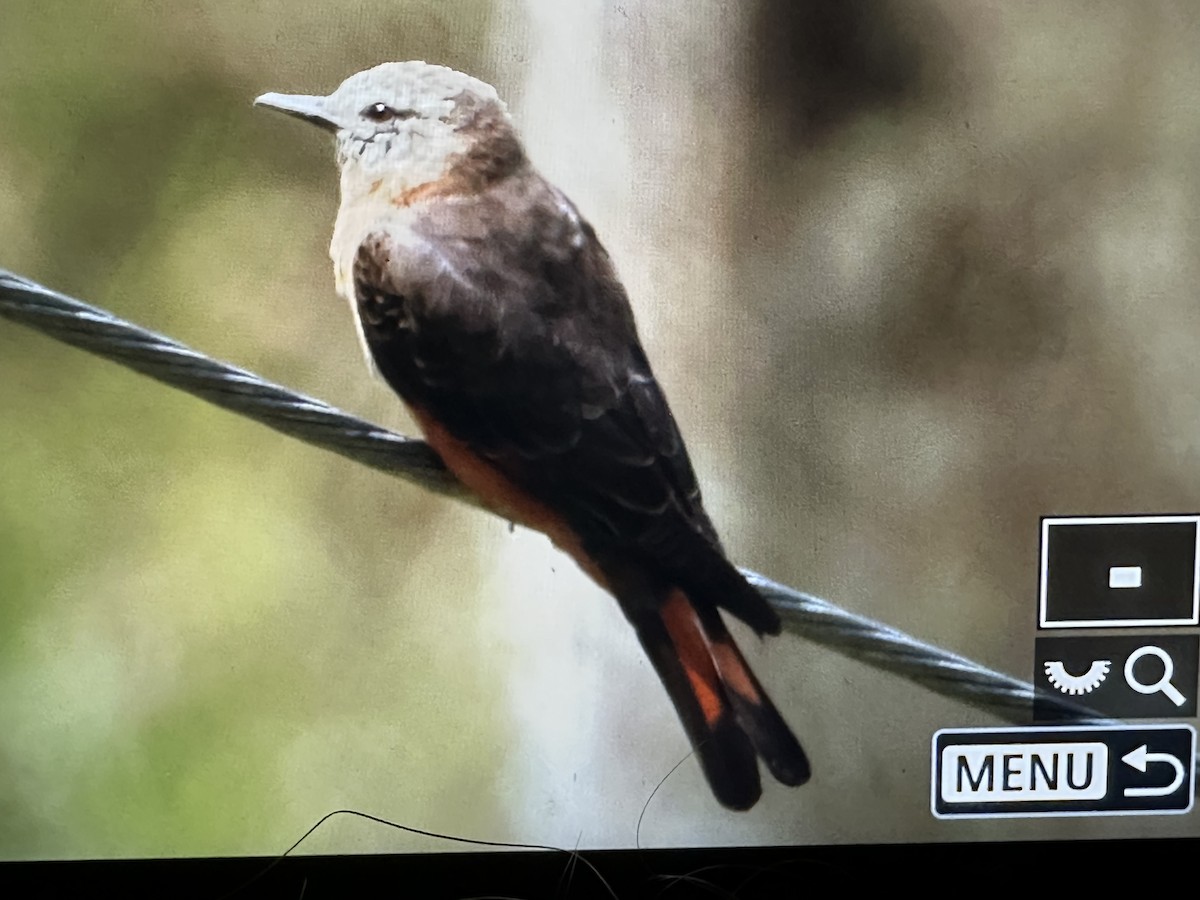 Cliff Flycatcher - ML646616022