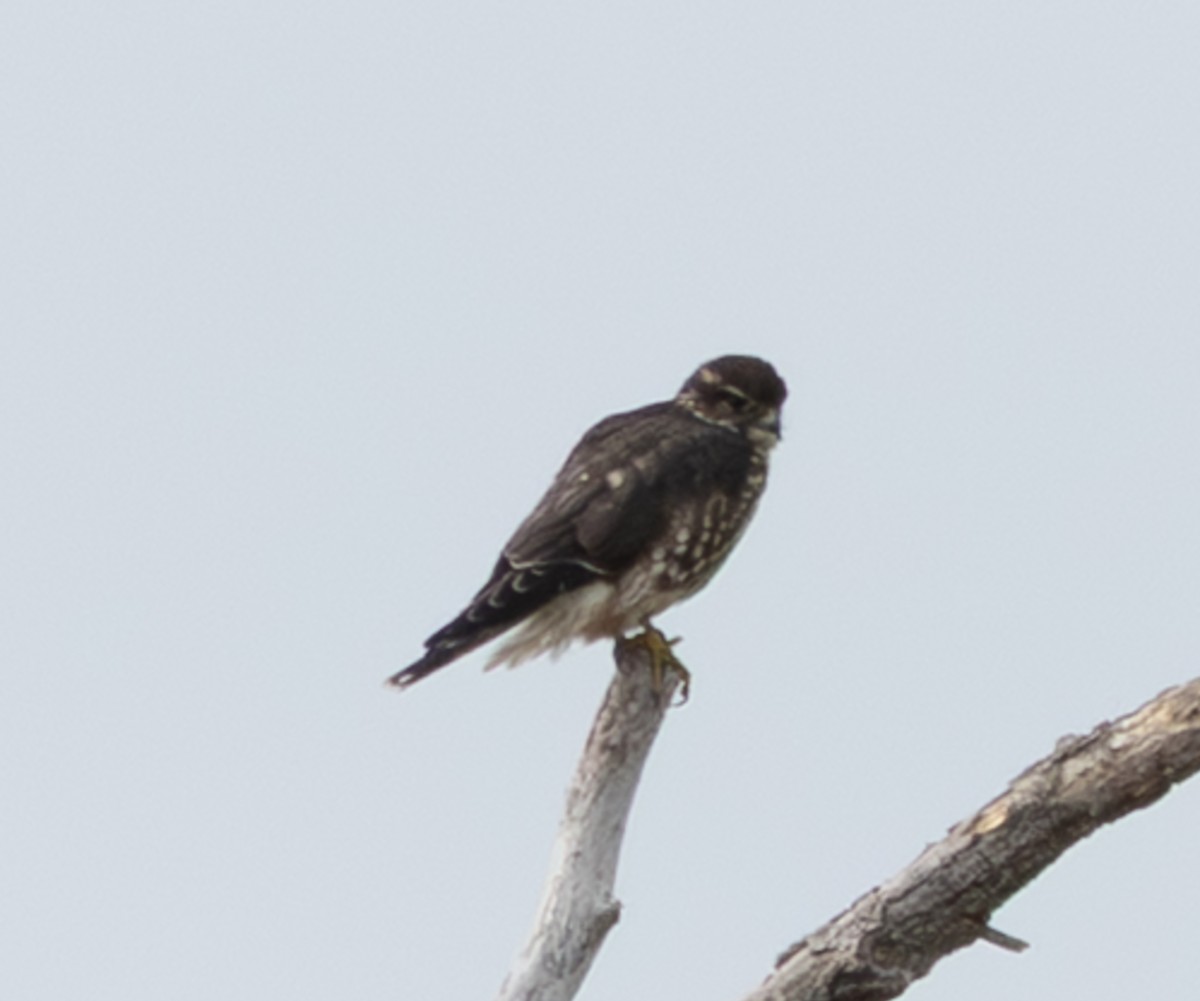 Merlin - ML646616025