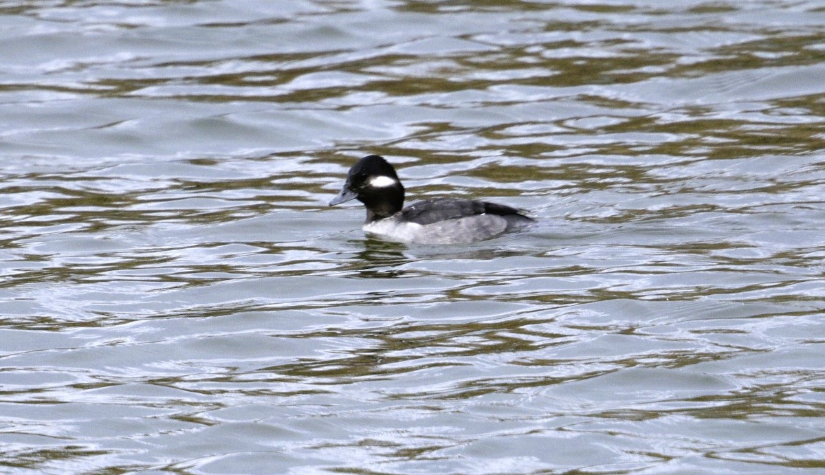 Гоголь-головастик - ML646616027