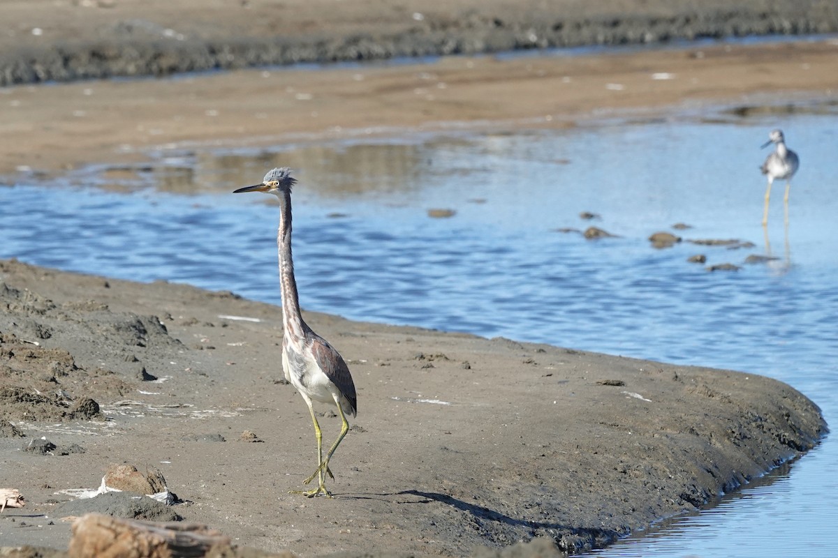 Tricolored Heron - ML646616035