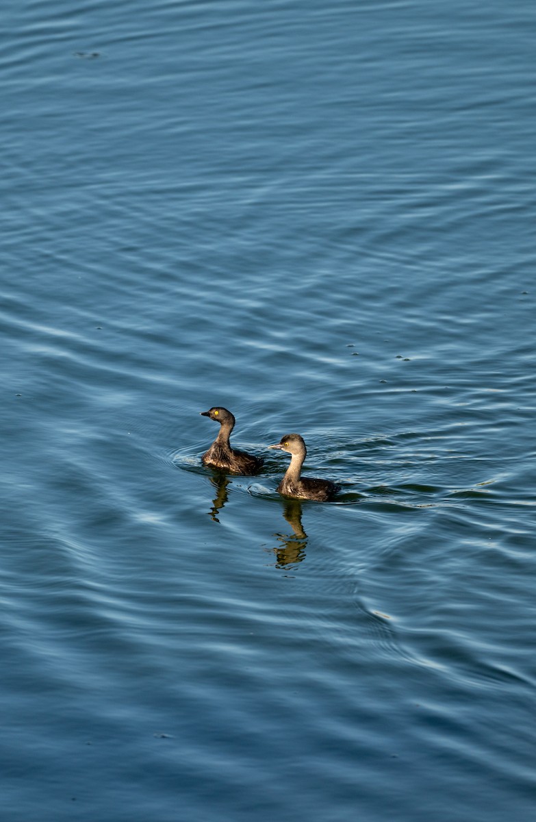 Least Grebe - ML646616036