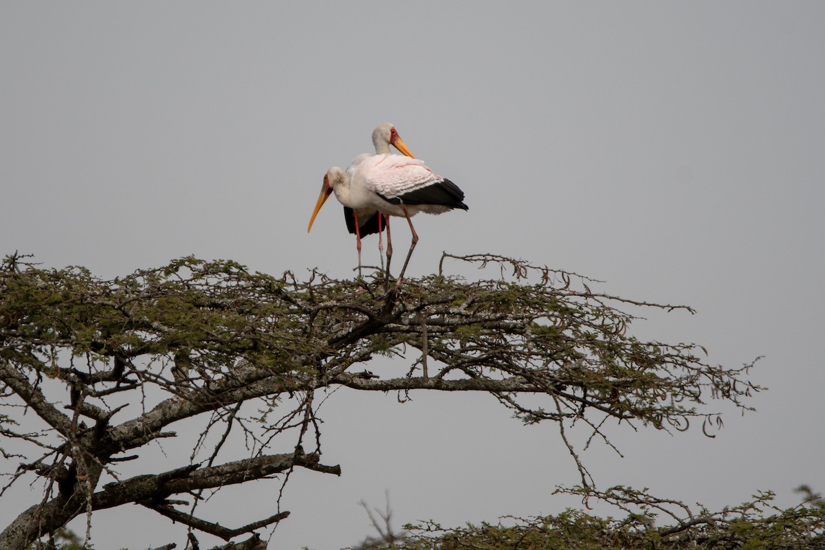 Yellow-billed Stork - ML646616037