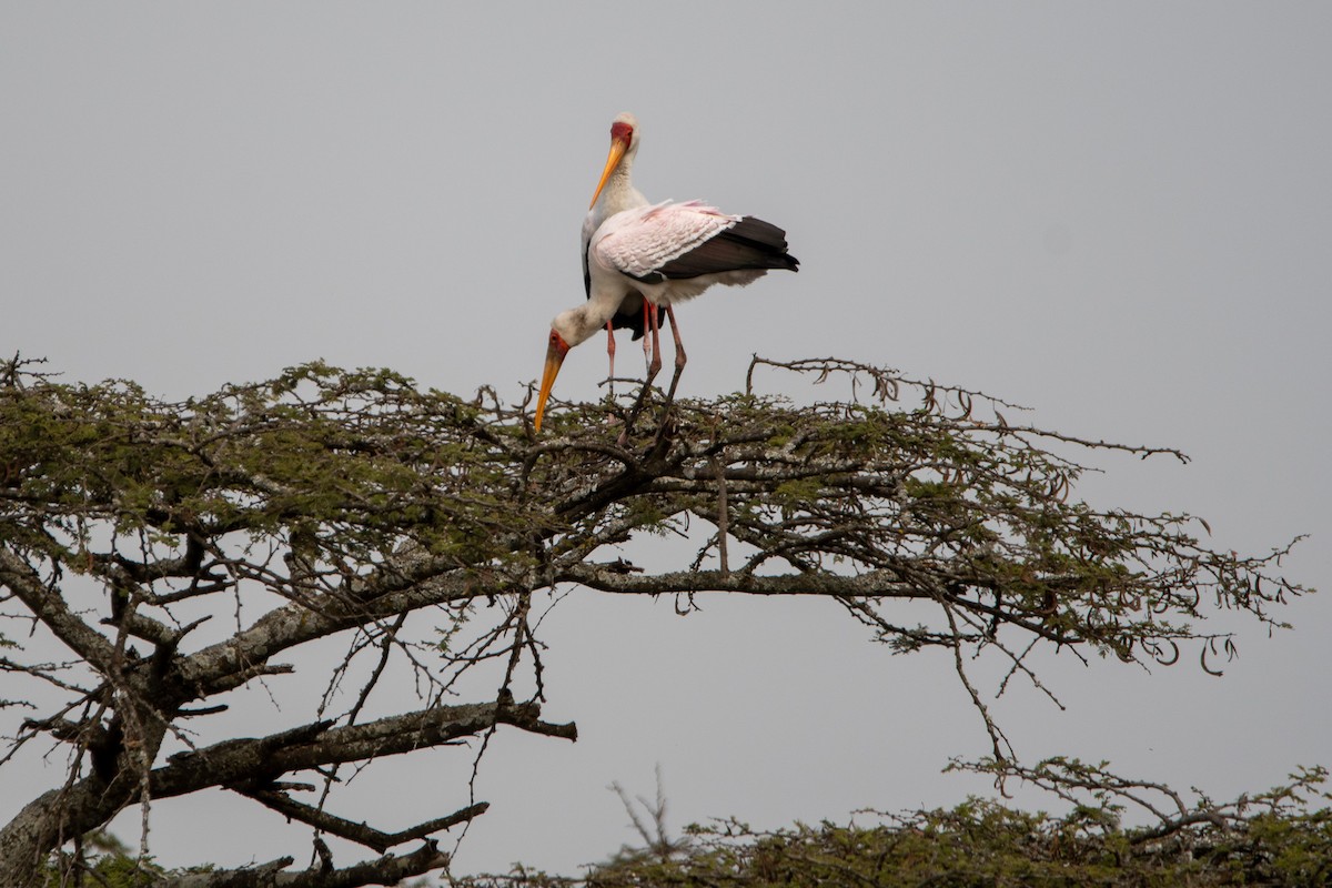 Yellow-billed Stork - ML646616038