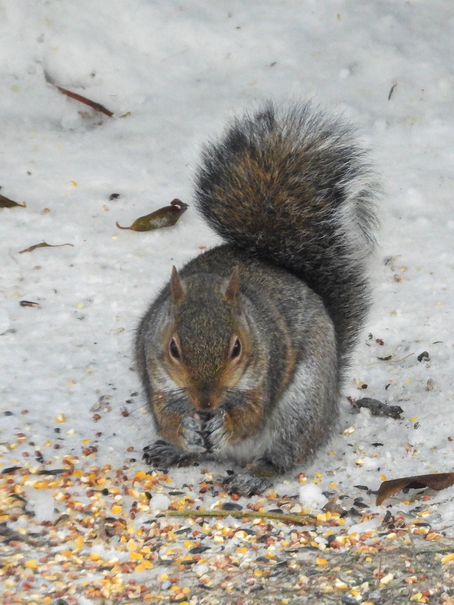 Scoiattolo grigio - ML646616043