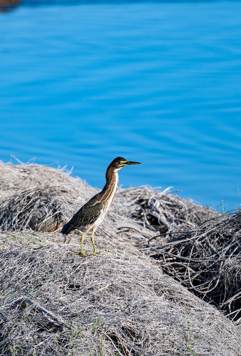 Green Heron - ML646616048