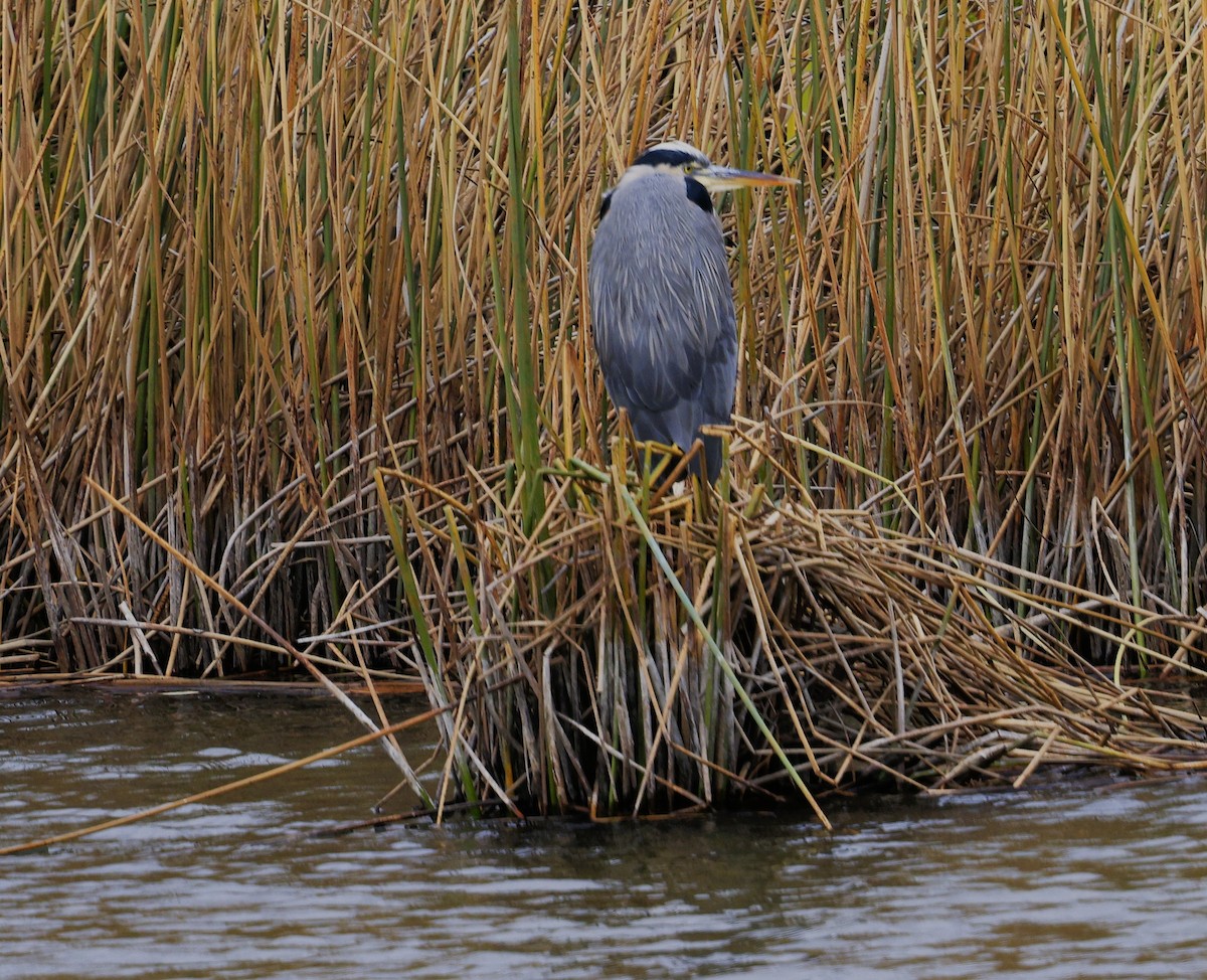 Большая голубая цапля - ML646616055
