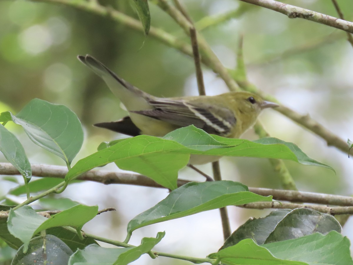 Reinita Castaña - ML646616056