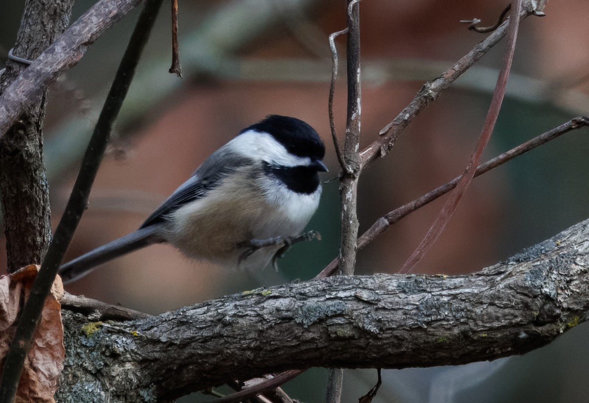 Schwarzkopfmeise - ML646616058