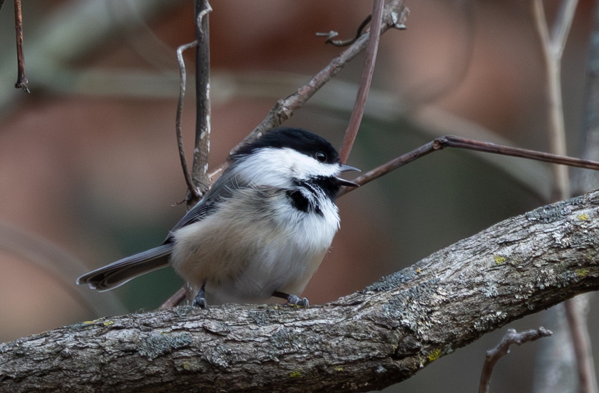 Schwarzkopfmeise - ML646616059