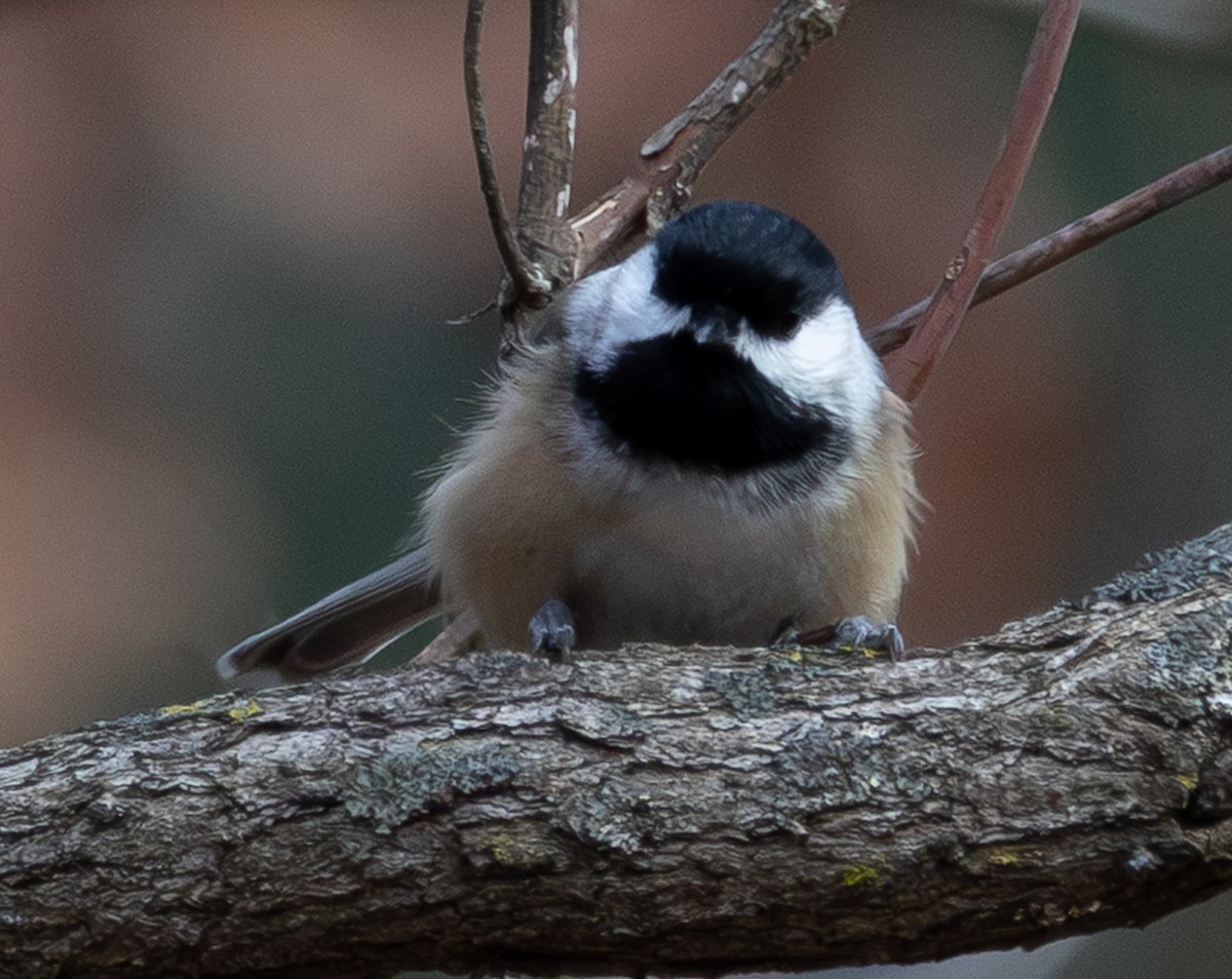 Schwarzkopfmeise - ML646616060