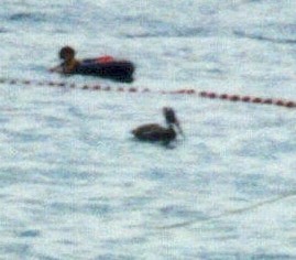 Бурый пеликан - ML646616062