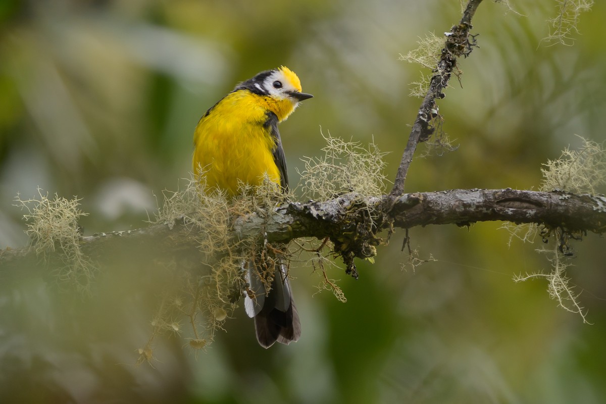 Golden-fronted Redstart - ML646616064