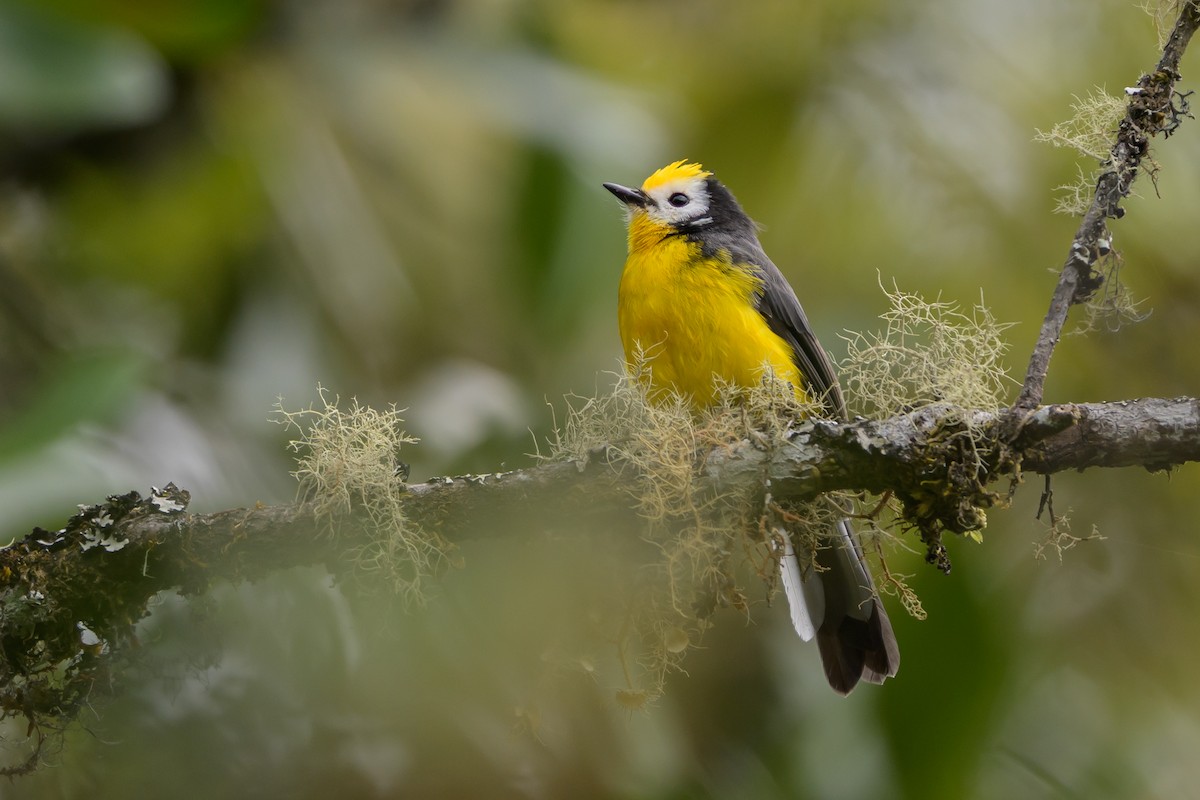Golden-fronted Redstart - ML646616065