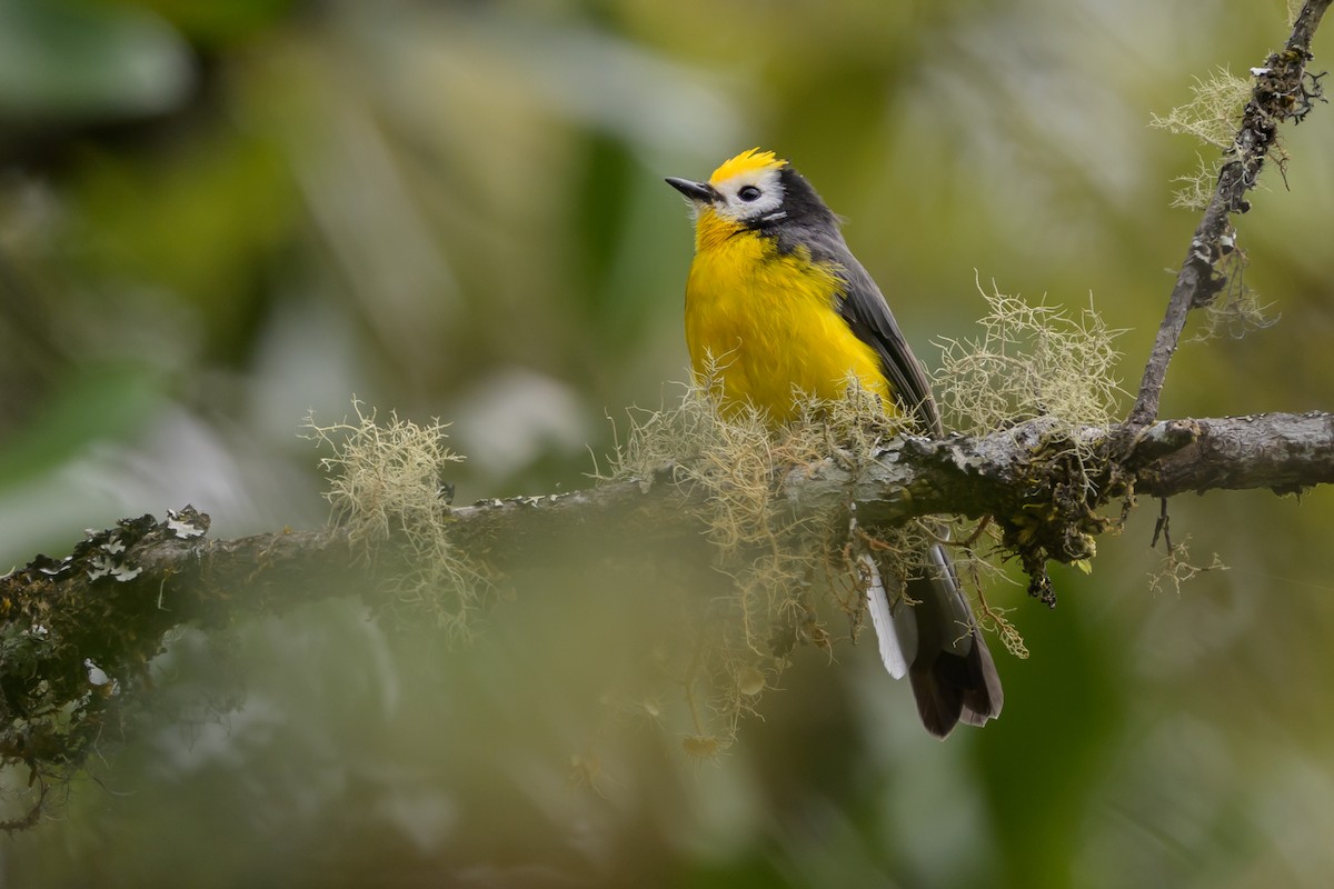 Golden-fronted Redstart - ML646616066