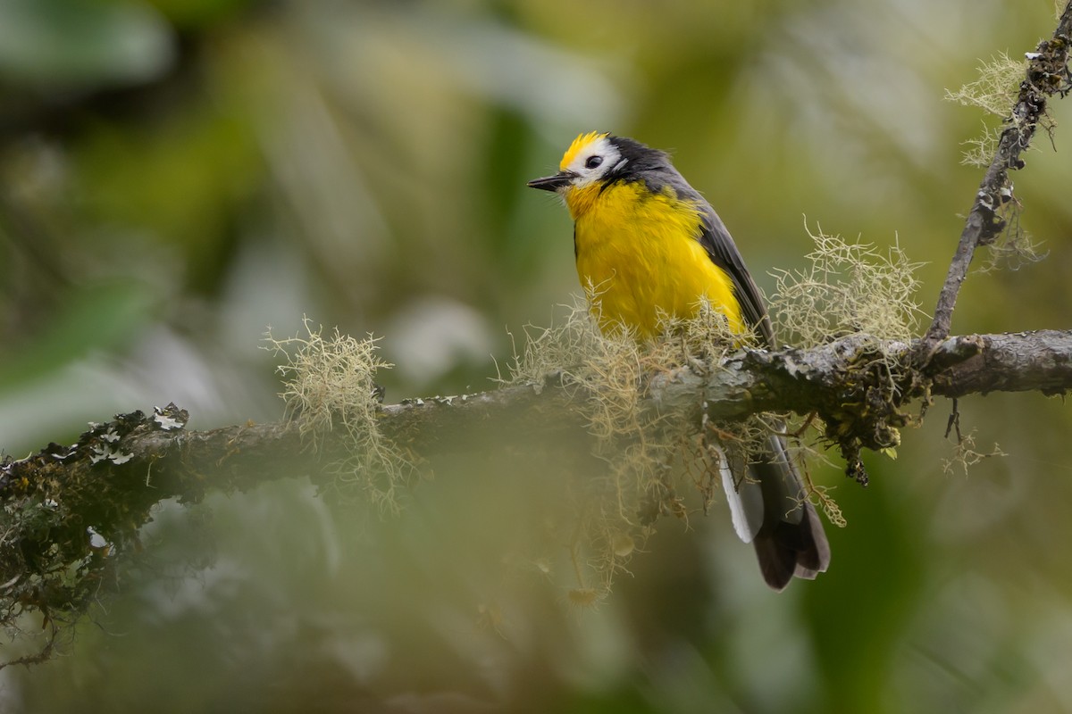 Golden-fronted Redstart - ML646616067