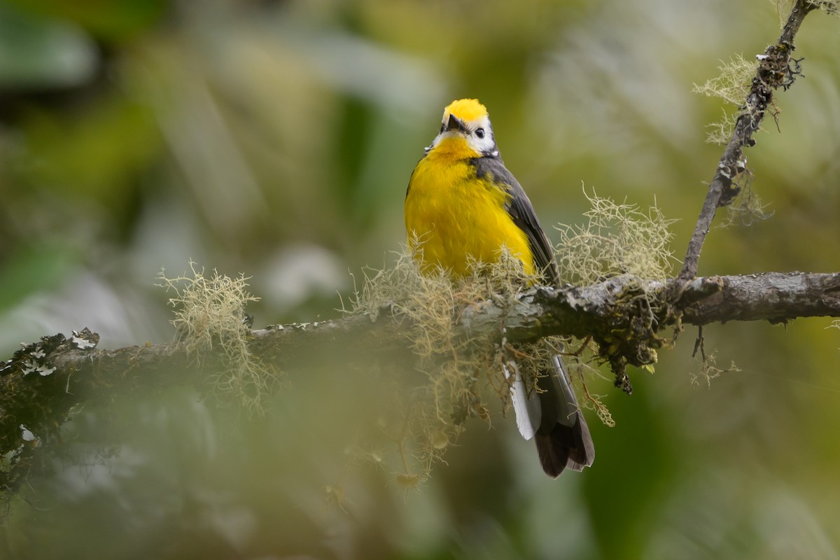 Golden-fronted Redstart - ML646616068