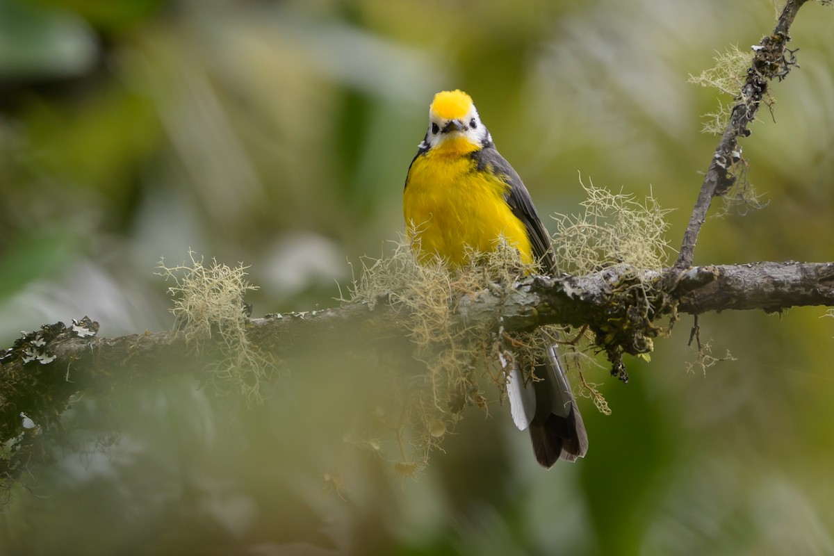 Golden-fronted Redstart - ML646616069