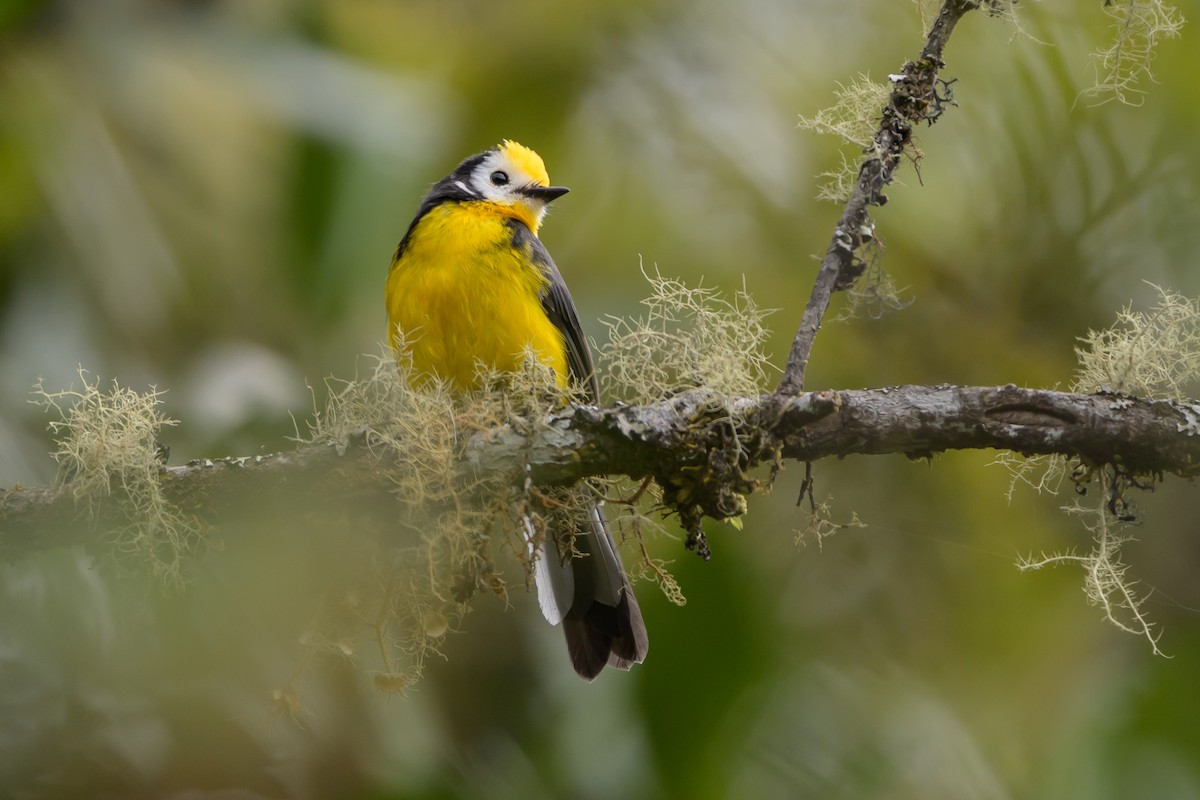 Golden-fronted Redstart - ML646616070