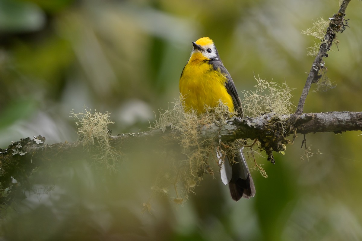 Golden-fronted Redstart - ML646616071