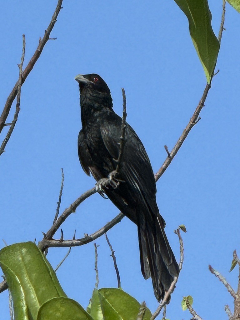 Asian Koel - ML646616072